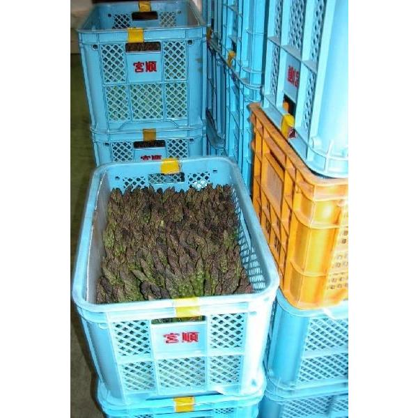 特選アスパラガス　北海道　名寄・美深産　グリーンアスパラ（露地アスパラ）2Ｌ 1.2ｋｇ（400ｇｘ3）送料無料【５月下旬発送開始】 |  | 02