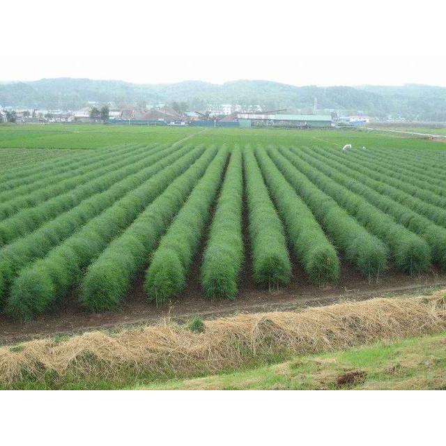 特選アスパラガス　北海道　名寄・美深産　グリーンアスパラ（露地アスパラ）2Ｌ 1.2ｋｇ（400ｇｘ3）送料無料【５月下旬発送開始】 |  | 03