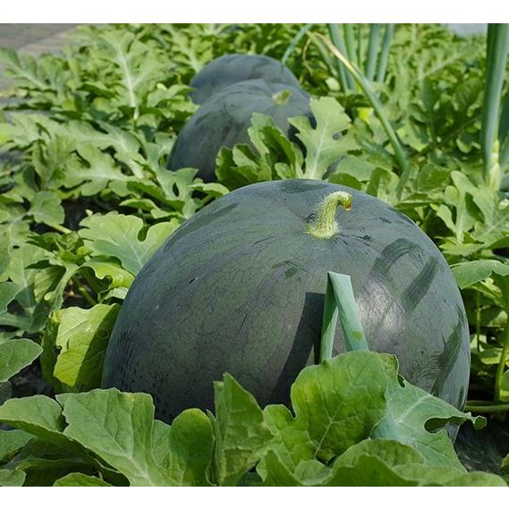 北海道 当麻町名産 でんすけすいか 優品 3L（8〜9kg） 黒皮西瓜の
