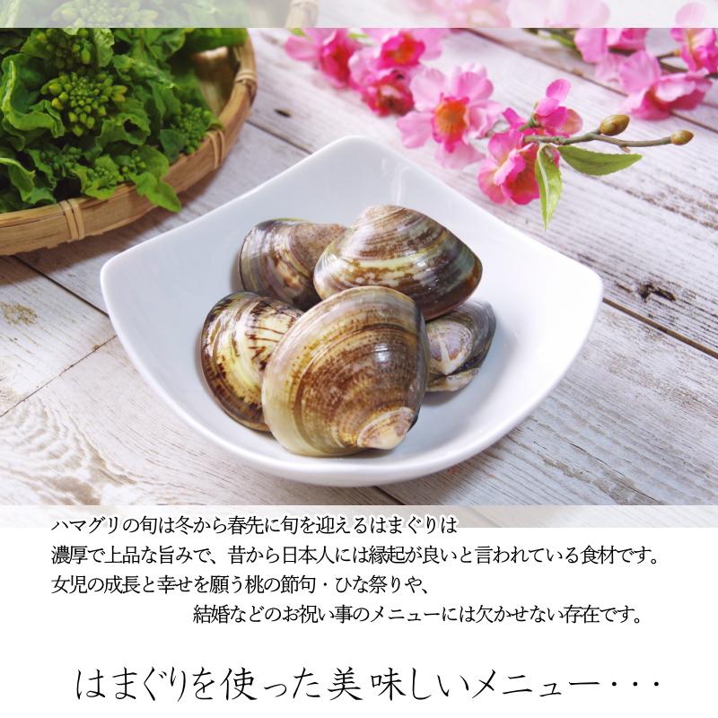 はまぐり ハマグリ 蛤 Lサイズ 殻付ハマグリ 500g ボイル加工 はまぐり ハマグリ 蛤 Lサイズ 殻付ハマグリ 500g ボイル加工