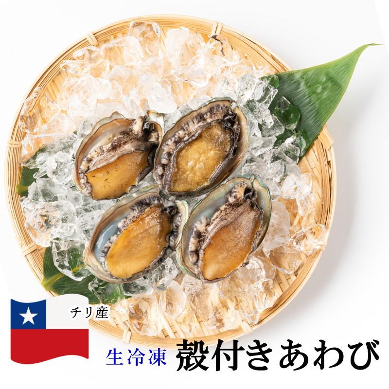 あわび 殻付き 生食用 あかねアワビ 12粒入り チリ産 殻付あわび 鮑