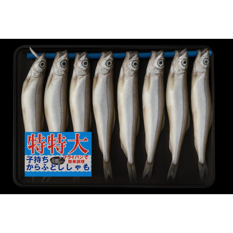 特特大 子持ちからふとししゃも 8尾入 16パックセット : シーフード