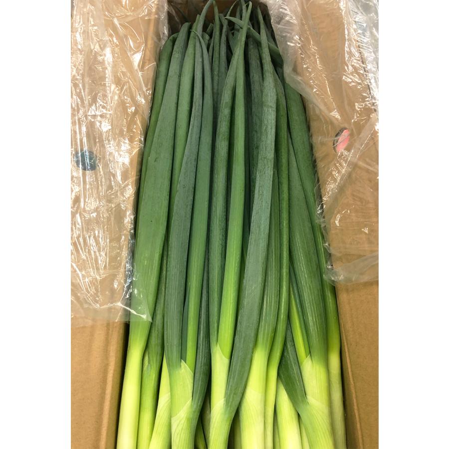 青ねぎ 約10kg <5キロ×2箱>業務用 M〜Sサイズ 中国産 新鮮 青ねぎ 約10kg <5キロ×2箱>業務用 M〜Sサイズ 中国産 新鮮