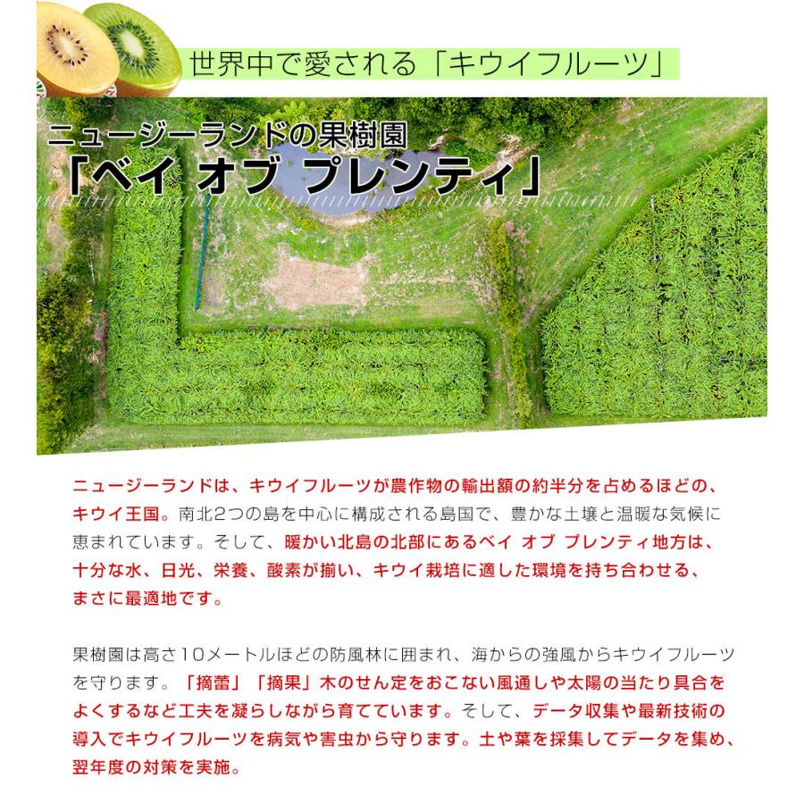 ゼスプリ>サンゴールドキウイ 約5.5kg 42玉前後入 ゼスプリ>サンゴールドキウイ 約5.5kg 42玉前後入