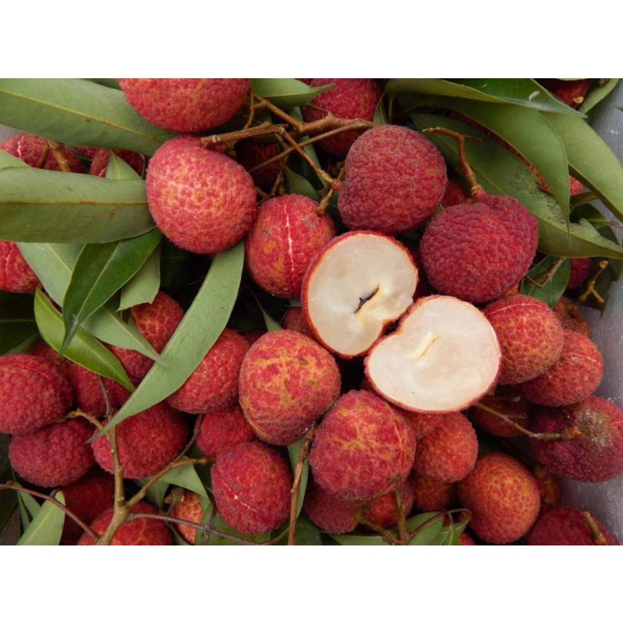 種無し生ライチ 約4kg 箱 80玉前後 大玉 中国産 超希少品種 厳選