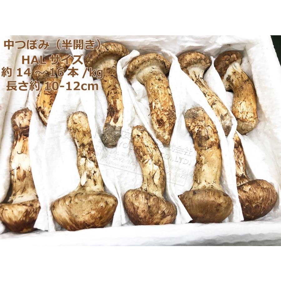生松茸 特選 中ツボミ 約1kg HALサイズ【16本前後 長さ11cm前後】空輸