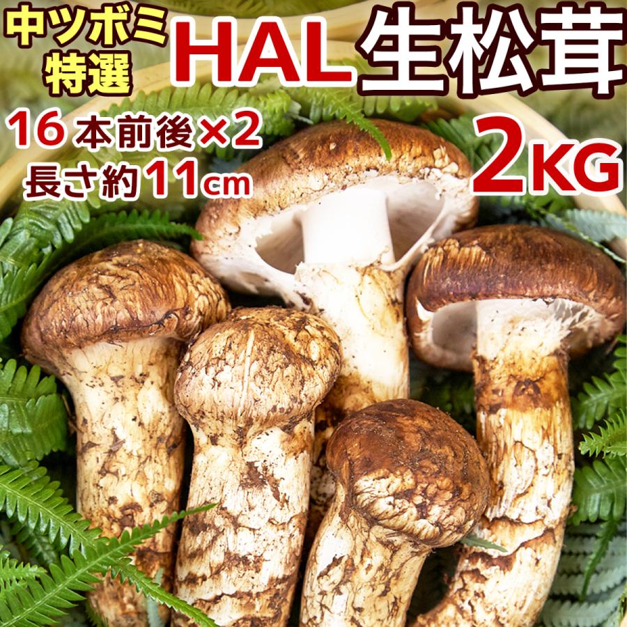 生松茸 特選 中ツボミ 約2kg HALサイズ【16本前後×2 長さ11cm前後 