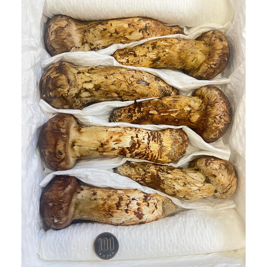 生松茸 約2kg 箱 中つぼみ(半開き) 特選 中国雲南産 天然まつたけ