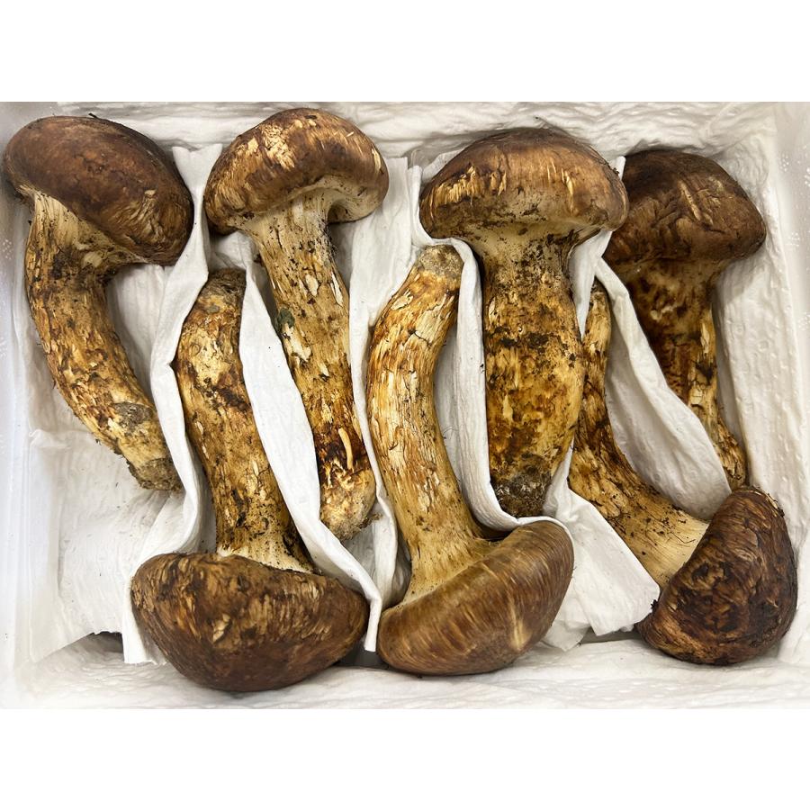 生松茸 約2kg 箱 中つぼみ(半開き) 特選 中国雲南産 天然まつたけ