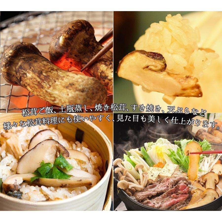 生松茸 特選 中ツボミ 約1kg HAMサイズ【30本前後 長さ7cm前後】空輸