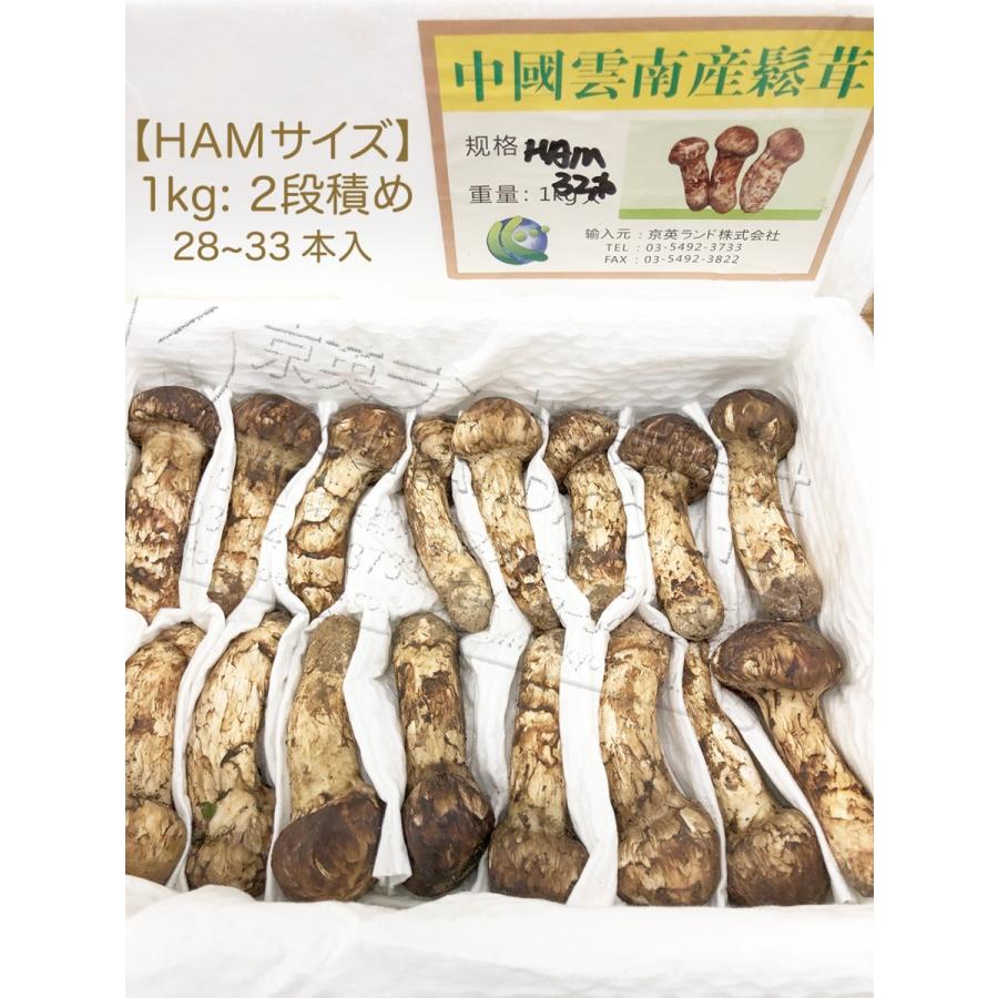 生松茸 特選 中ツボミ 約1kg HAMサイズ【30本前後 長さ7cm前後】空輸