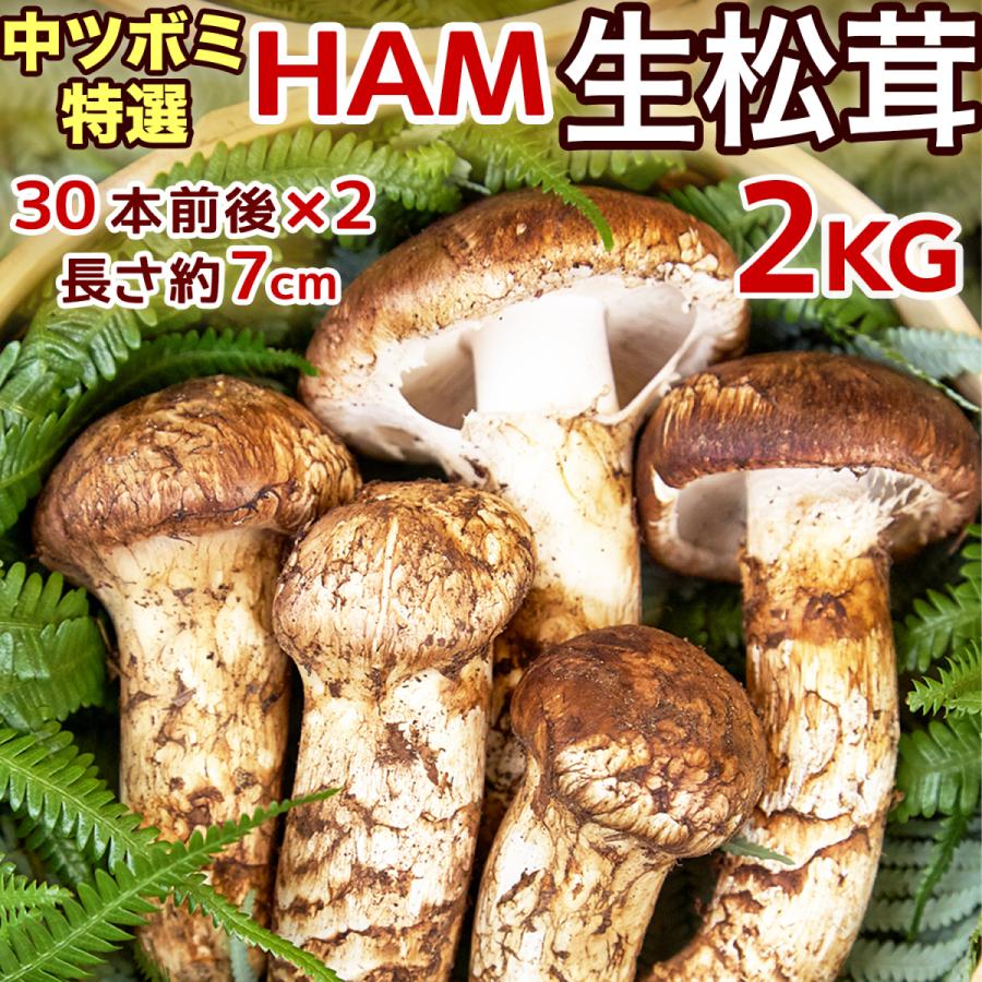 生松茸 特選 中ツボミ 約2kg HAMサイズ【30本前後×2 長さ7cm前後】空輸 