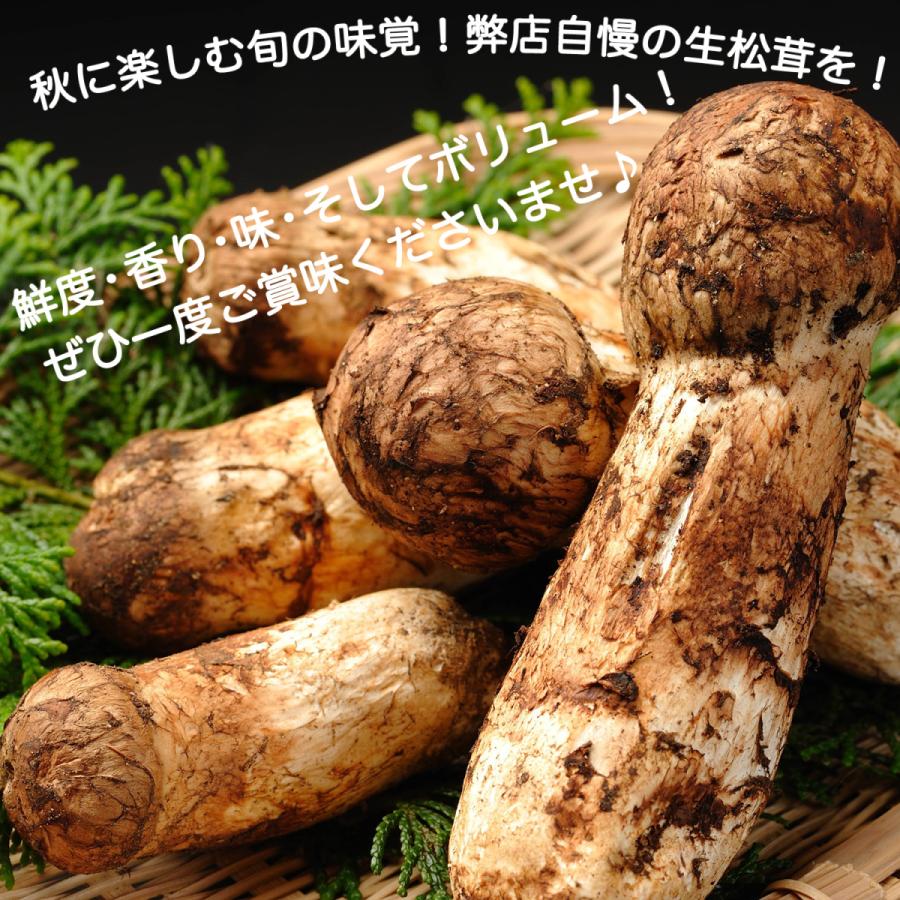 二日間限定大特価！！中国産松茸 約1kg 箱 開きHBA3L 二日間限定大特価