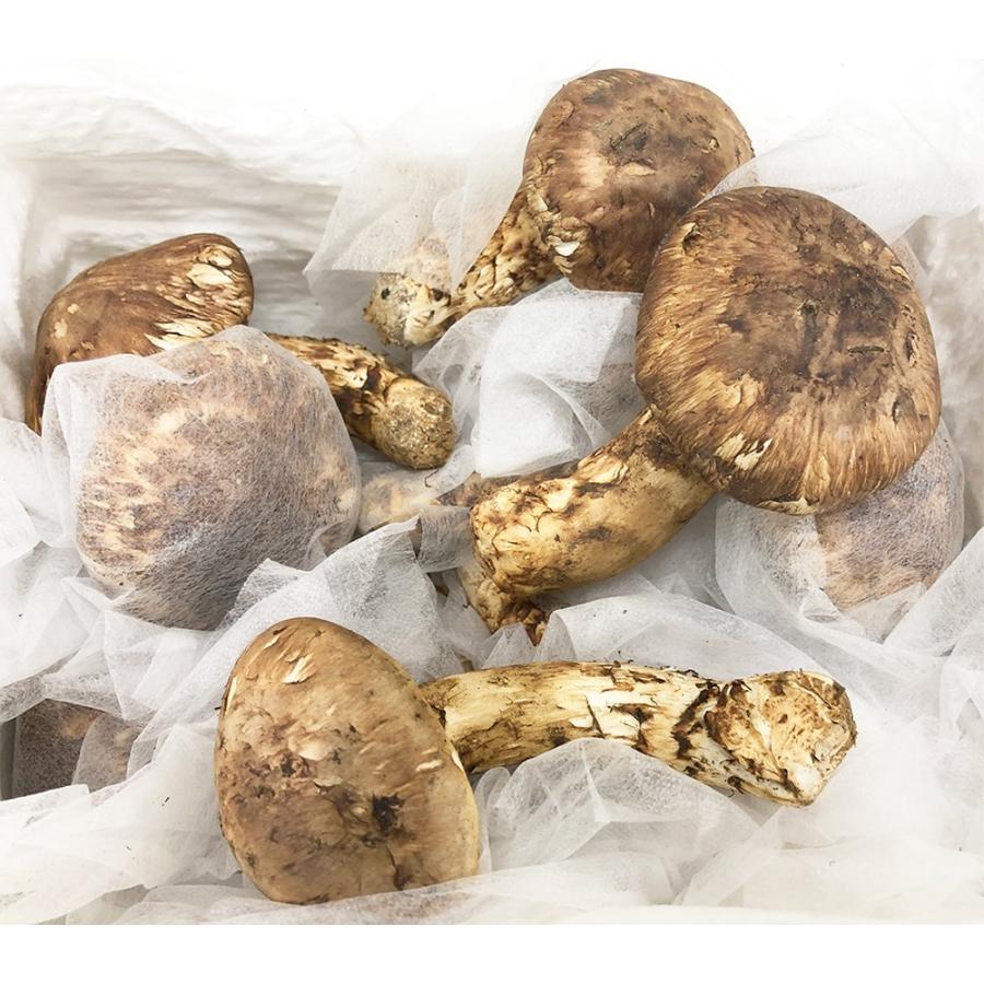 生松茸 特選 開き 約2kg HBサイズ【22本前後×2箱 長さ8cm前後】空輸