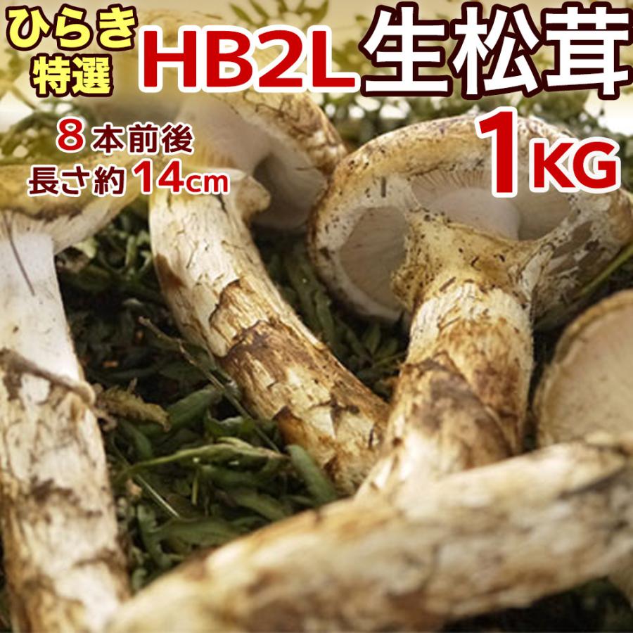 生松茸 特選 開き 約1kg HB2Lサイズ【10本前後 長さ14cm前後】空輸