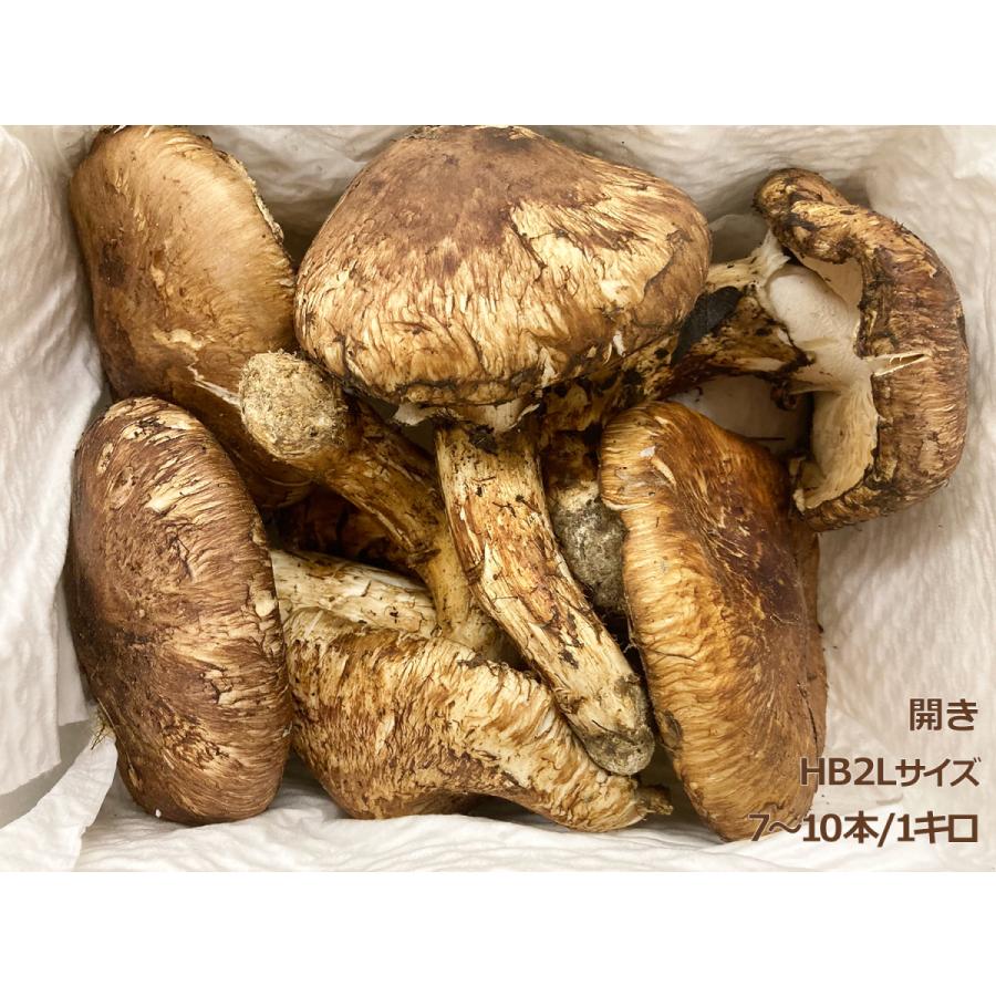 生松茸 特選 開き 約1kg HB2Lサイズ【10本前後 長さ14cm前後】空輸