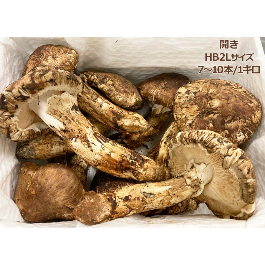 生松茸 特選 開き 約2kg HB2Lサイズ【10本前後×2箱 長さ14cm前後】空輸