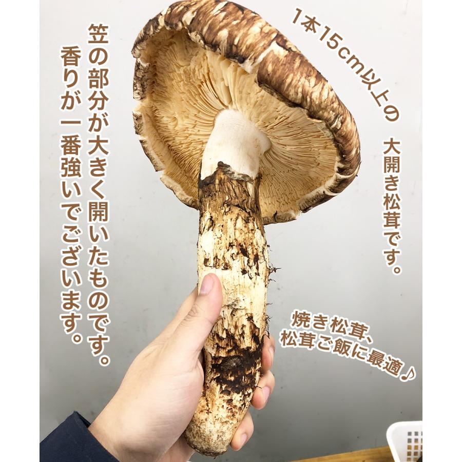 生松茸 特選 開き 約2kg HB3Lサイズ【5本前後×2箱 長さ15cm前後】空輸 