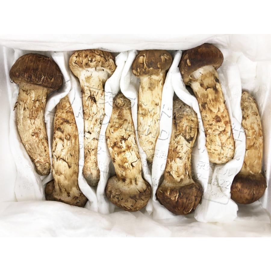 生松茸 特選 ツボミ 約1kg MLサイズ【23本前後 長さ8cm前後】空輸 中国