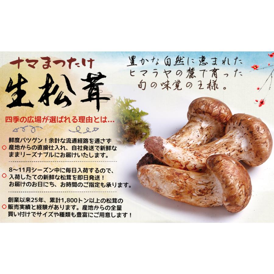 生松茸 特選 ツボミ 約2kg MLサイズ空輸 中国産 厳選フレッシュ松茸 