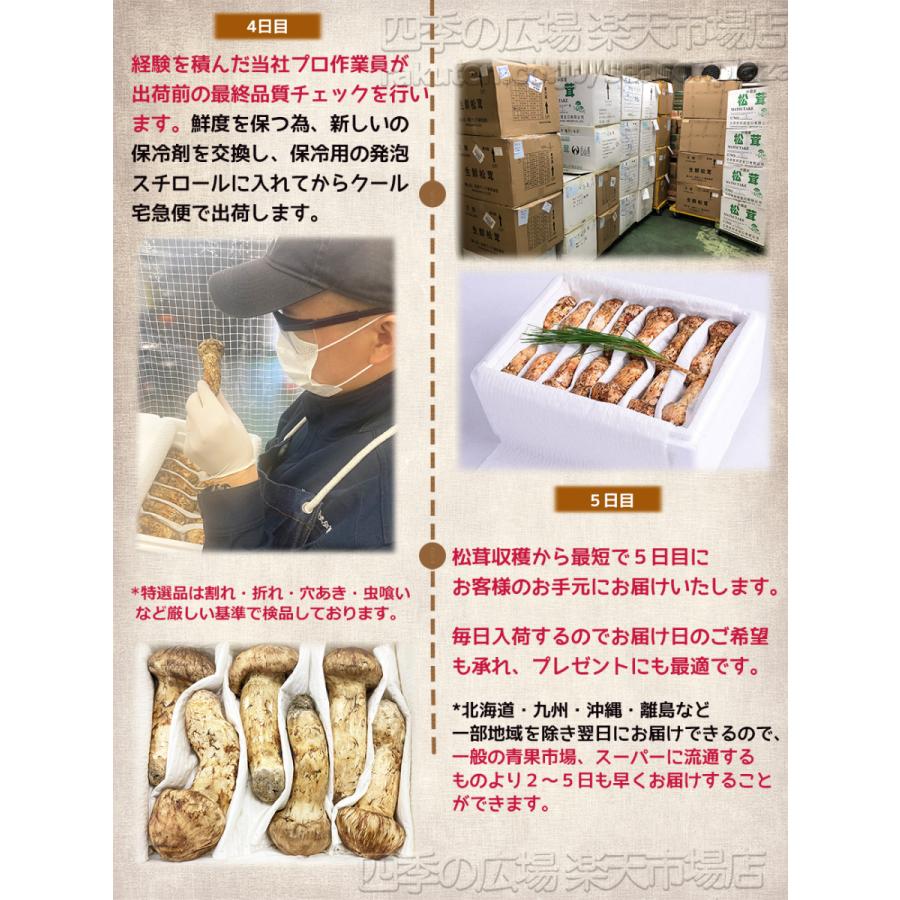 生松茸 特選 ツボミ 約2kg MLサイズ空輸 中国産 厳選フレッシュ松茸 