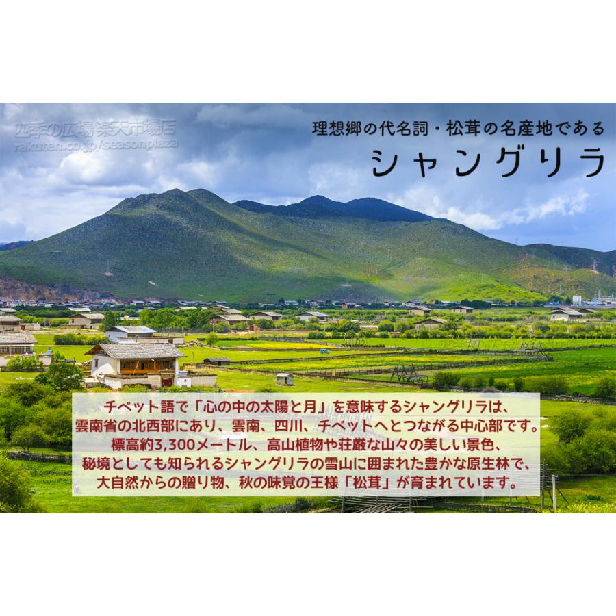 生松茸 訳あり 約 ＜開き方・大きさおまかせ＞ 空輸 中国産 厳選