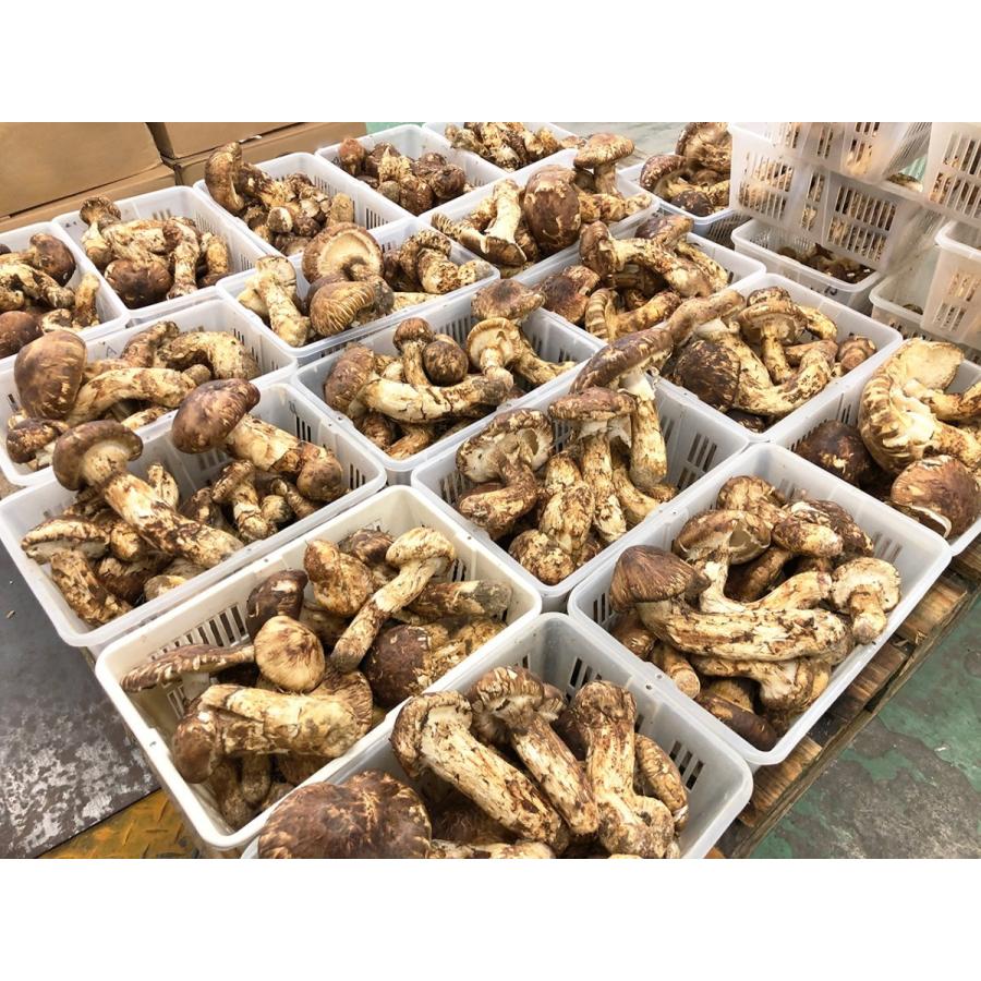 生松茸 訳あり 約2kg ＜開き方・大きさおまかせ＞ 空輸 中国産 厳選