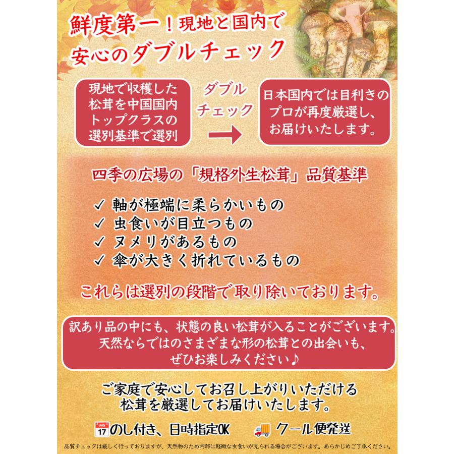 生松茸 訳あり 約500g 箱 ＜開き方・大きさおまかせ＞ 中国雲南産 天然