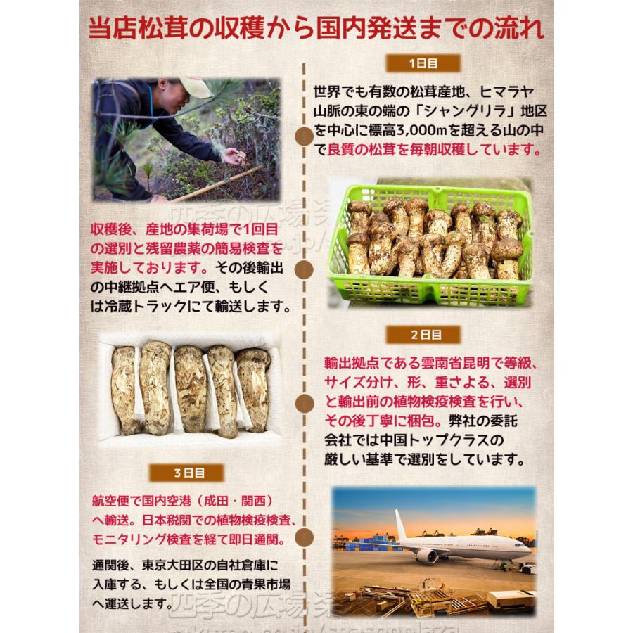 生松茸 訳あり 約500g ＜開き方・大きさおまかせ＞空輸 中国産 厳選フレッシュ松茸 まつたけ 日本向け 天然マツタケ 秋の味覚 敬老の日 御中元 ＜国内検品＞｜season-plaza｜05