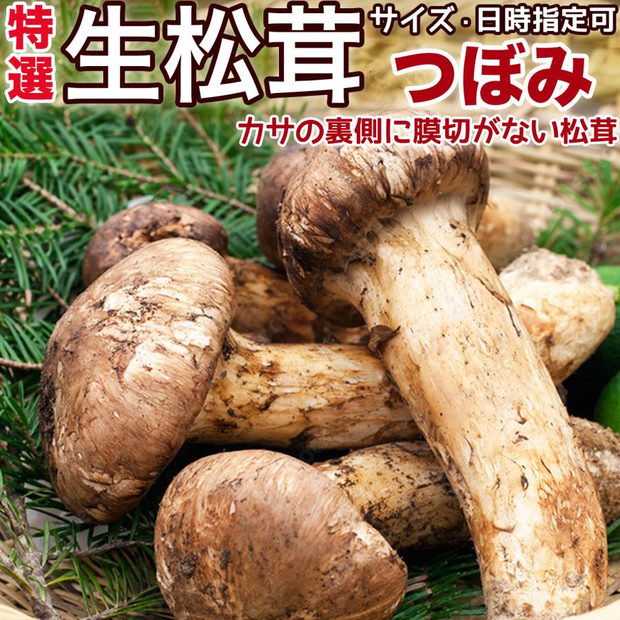 生松茸 つぼみ 約1kg ＜小Sサイズ 40〜48本 5cm前後＞特選 天然