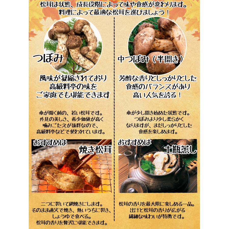 生松茸 つぼみ 約1kg ＜小Sサイズ 40〜48本 5cm前後＞特選 天然 