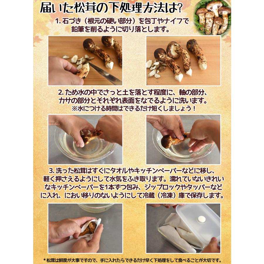 生松茸 つぼみ 約1kg ＜小Sサイズ 40〜48本 5cm前後＞特選 天然 