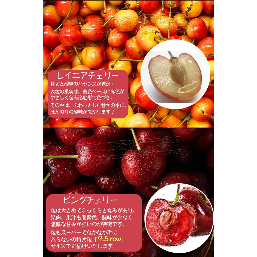 レイニアチェリー 約500g 箱 空輸 超大粒 9.5row 鮮度保持袋入