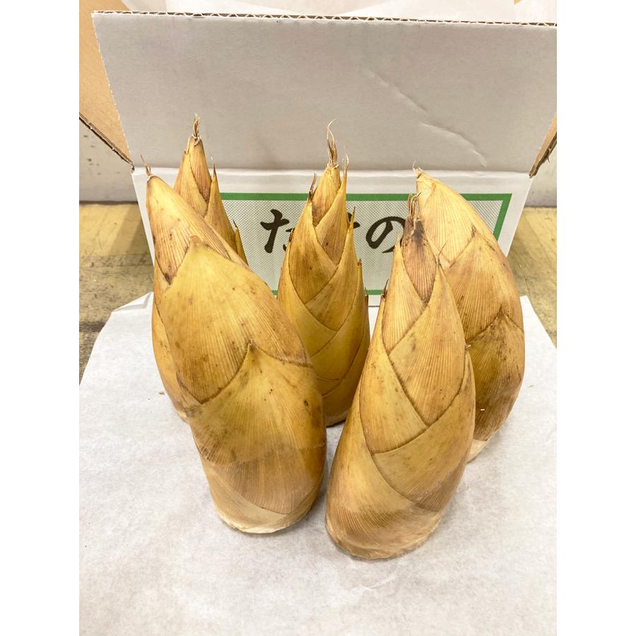 生たけのこ 約6kg ＜2kg×3箱＞フレッシュ生筍 中国産｜国内根元カット