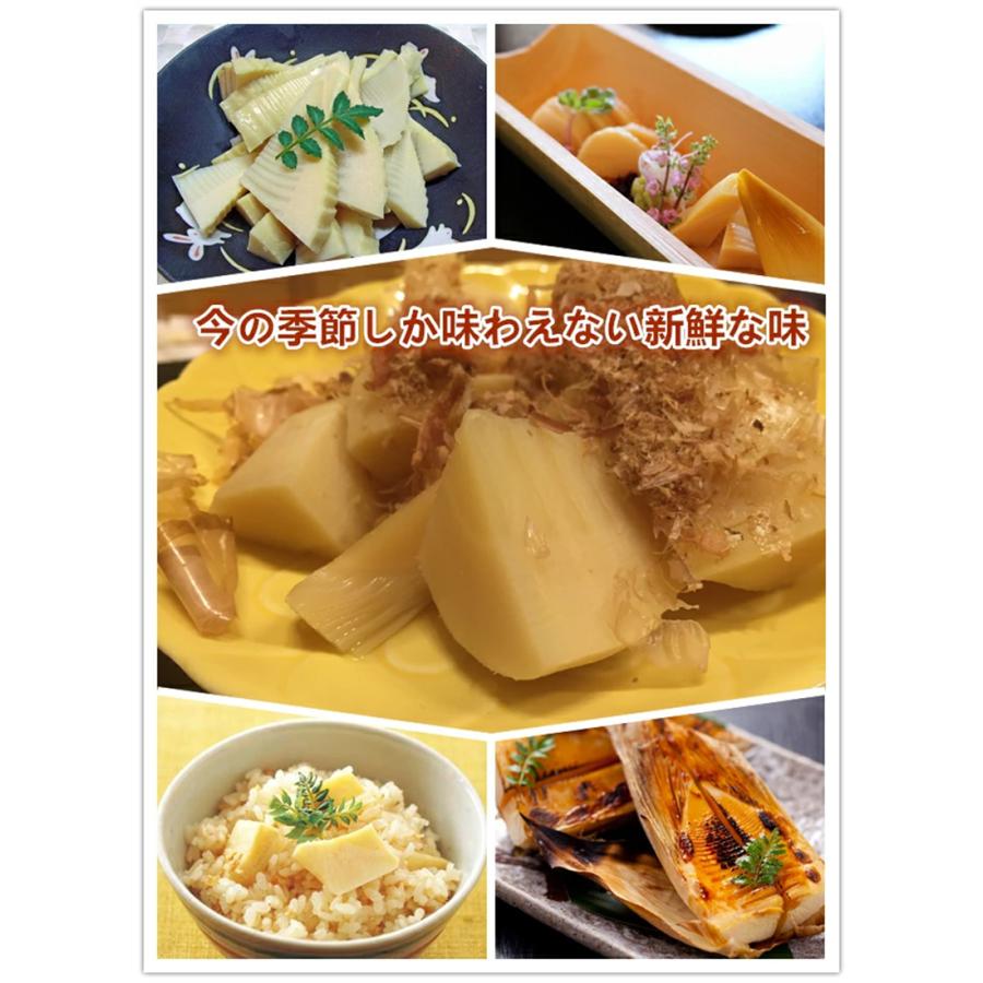 生たけのこ 約8kg <5~10本入×4箱>新タケノコ 中国産 生たけのこ 約8kg <5~10本入×4箱>新タケノコ 中国産