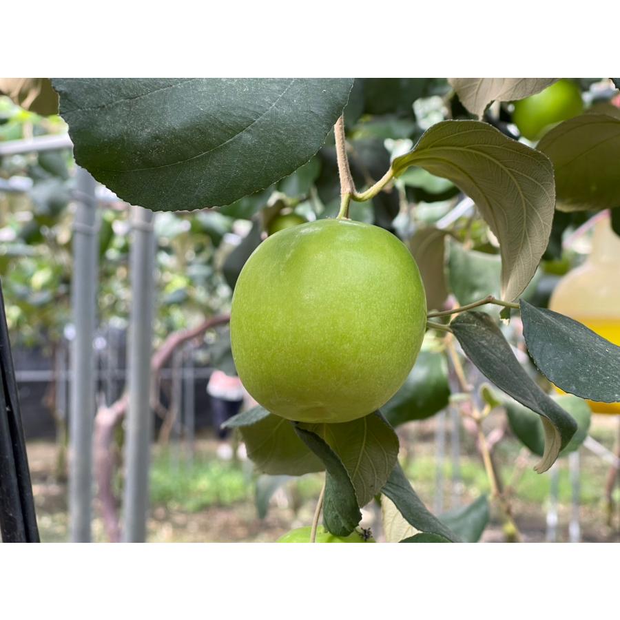 台湾ナツメ 約2.5kg 箱 18〜24個入 空輸 台湾産 日本向け 生 台湾ナツメ 約2.5kg 箱 18〜24個入 空輸 台湾産 日本向け 生