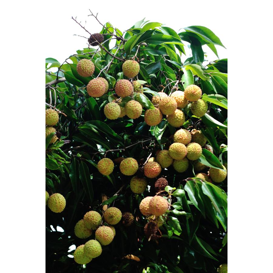 逸品】⭐️佐賀県伝統工芸品⭐️【鍋島更紗小紋】⭐️縮緬⭐️草花文様 