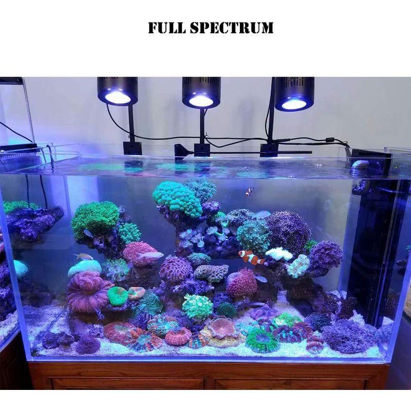 新品 マリンアクアリウム サンゴ 海水魚 コーラルライト Spectra Tyo Heart Jp