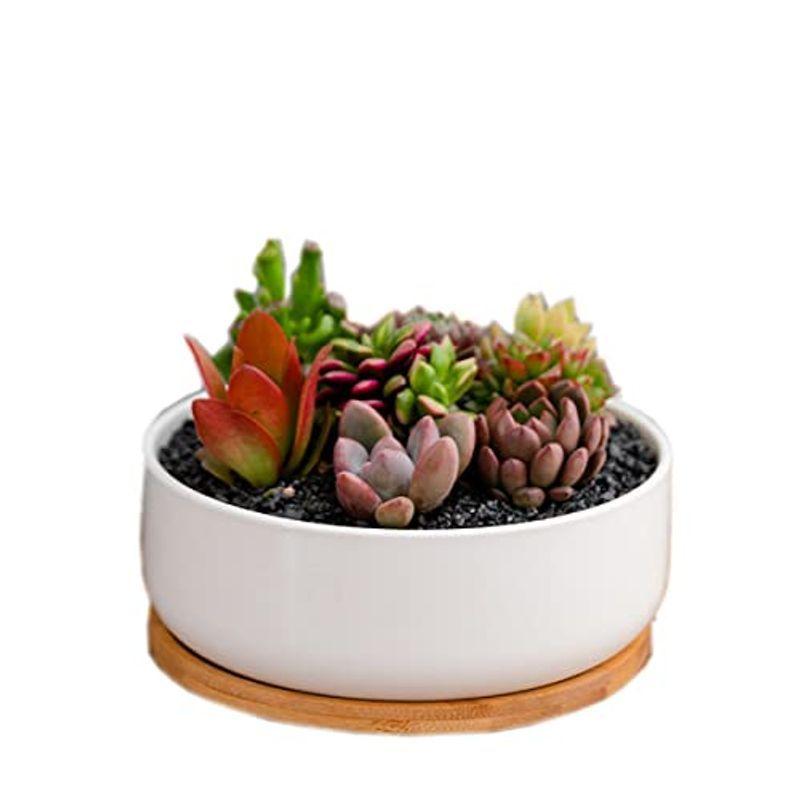 陶器鉢 植木鉢 白 ホワイト多肉植物鉢 サボテン鉢 プランター容器 竹トレー付き 底穴付き インテリア ベランダ 観葉植物 オフィスギフト シースリー 通販 Yahoo ショッピング