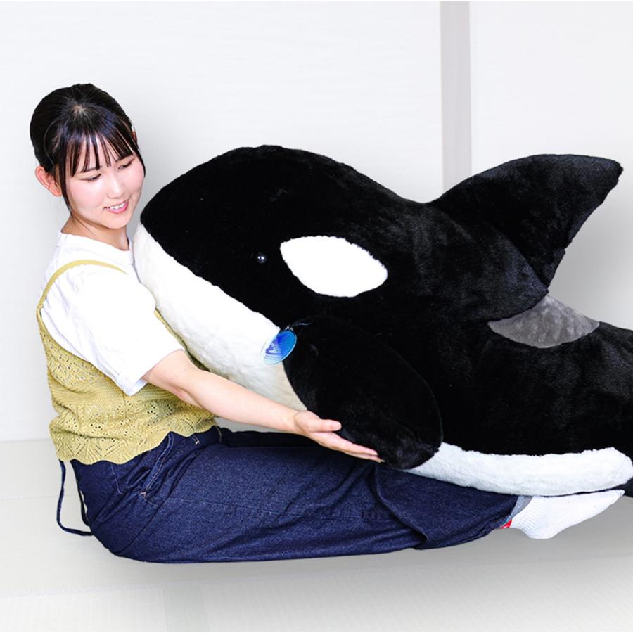 55th Anniversary てっぱつシャチぬいぐるみ : 鴨川シーワールド
