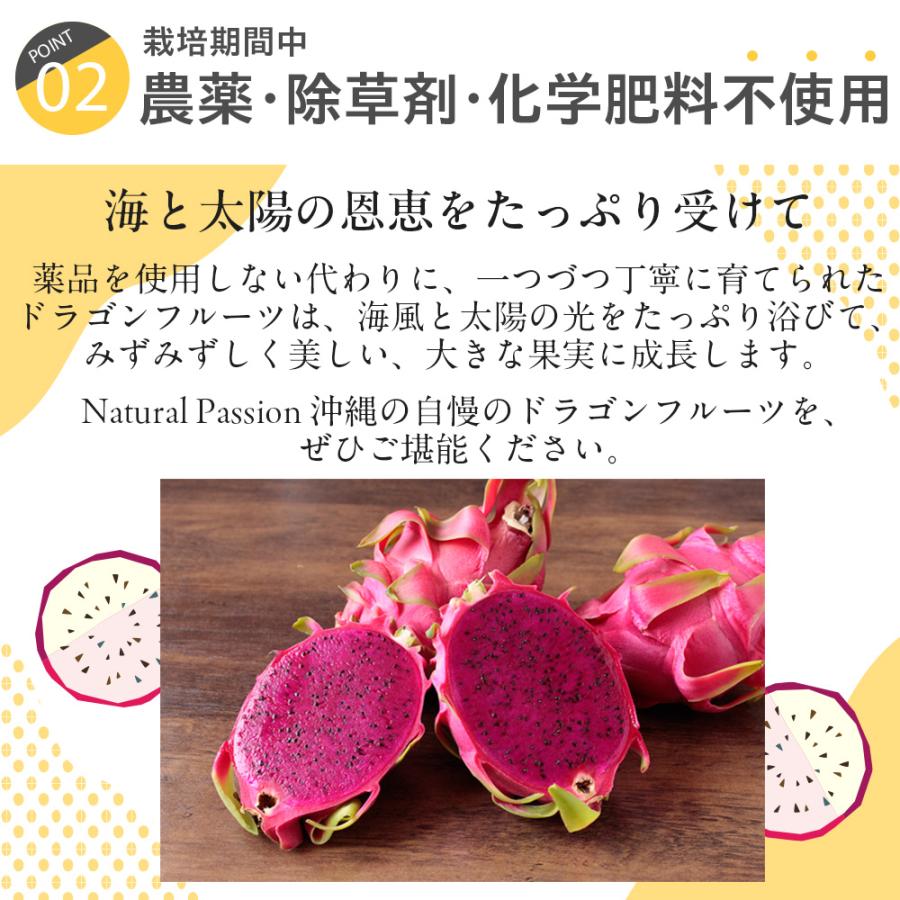 ドラゴンフルーツ 赤（インパクトルビー） 約1kg（2〜4玉入