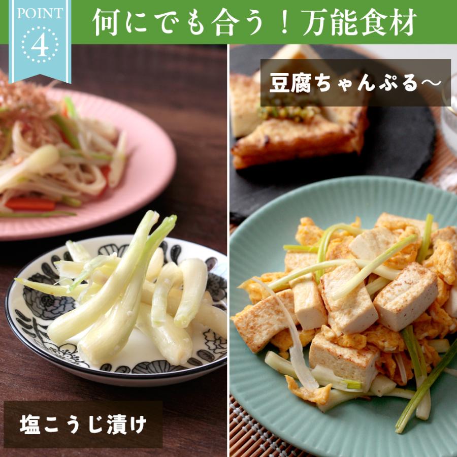 沖縄県産　島らっきょう　4キロ　細め　うっすら土付き 沖縄県産 島らっきょう 4キロ 細め うっすら土付き 沖縄県産 島