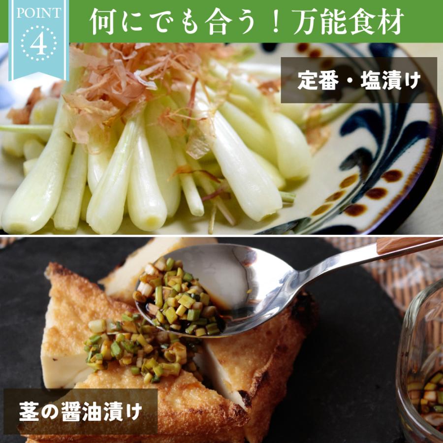 沖縄県産 島らっきょう2kg 生（土付き） 送料無料 : 風味絶佳