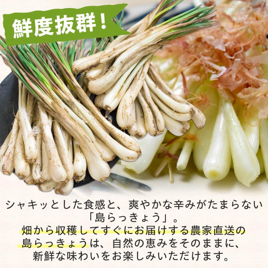 きょっぴ　沖縄県産 島らっきょう 2キロ 沖縄県産 島らっきょう 2kg （500gx4束）