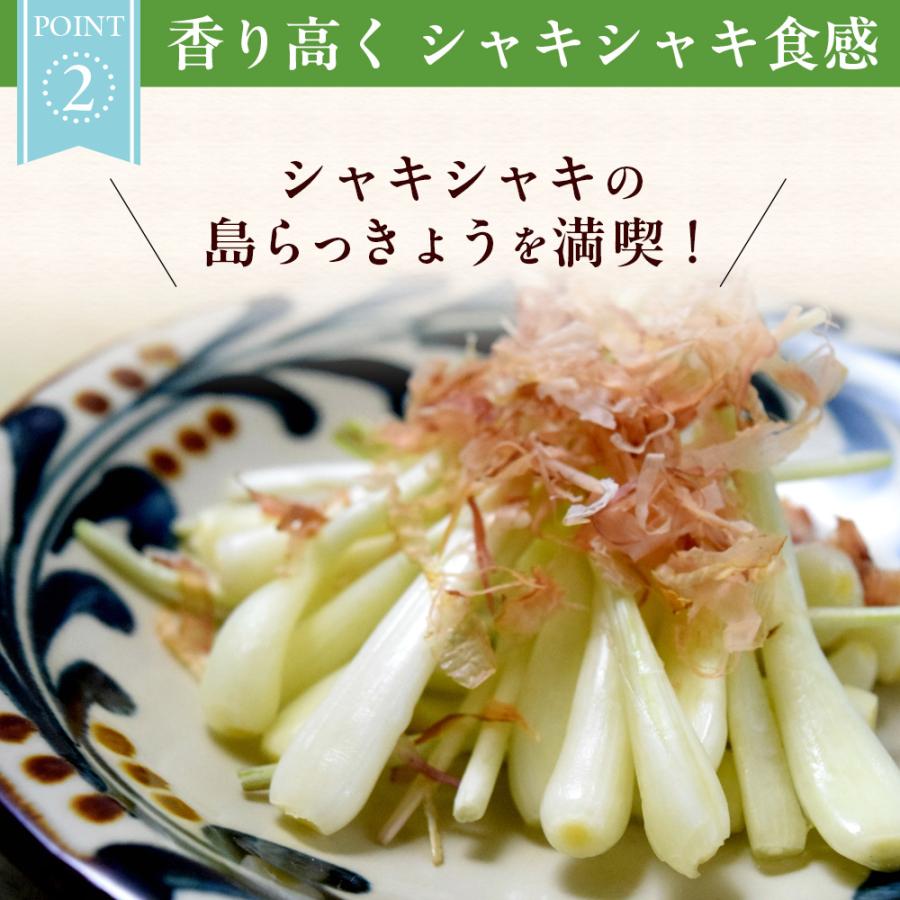 きょっぴ　沖縄県産 島らっきょう 2キロ 沖縄県産 島らっきょう（土付き）お得な2KG