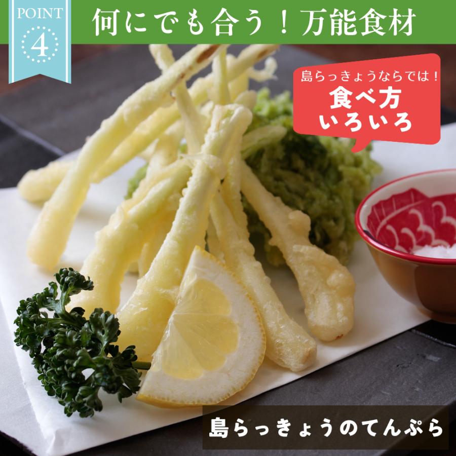 沖縄県産 島らっきょう2kg 生（土付き） 送料無料 : 風味絶佳