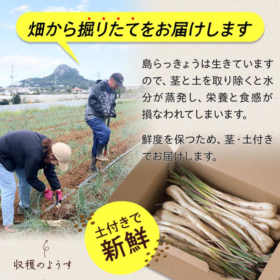 風味絶佳 沖縄県伊江島産 チネンバタケの島らっきょう4kg 生（土付き