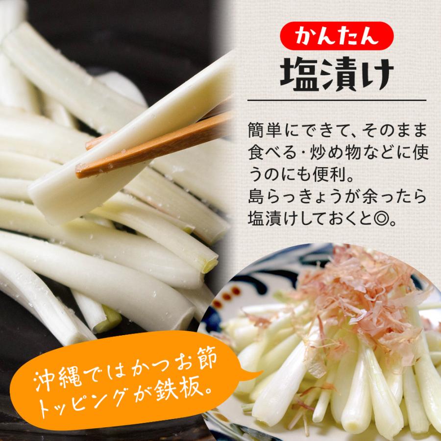 風味絶佳 沖縄県伊江島産 チネンバタケの島らっきょう4kg 生（土付き