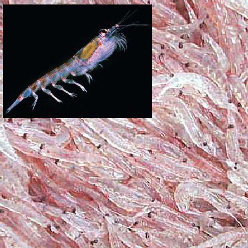 クリルオイル 30粒 アスタキサンチン含有 リン脂質結合型オメガ３  EPA・DHAサプリメントの画像