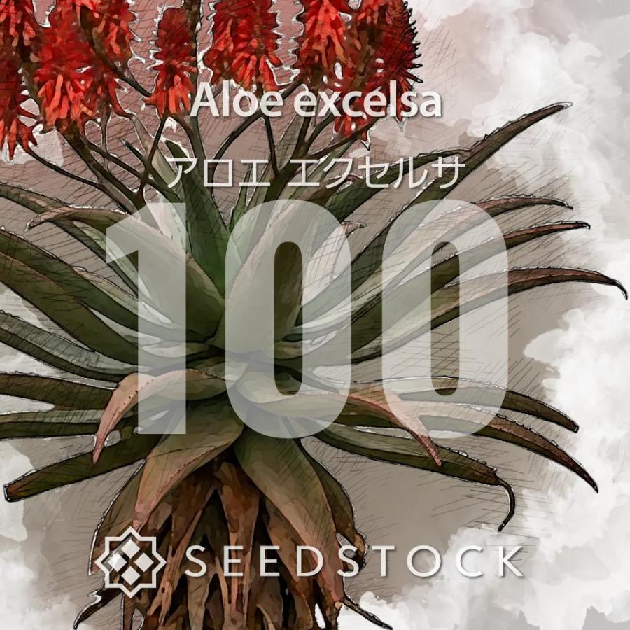 種子] アロエ エクセルサ 100粒｜SEEDSTOCK : SEEDSTOCK ヤフー